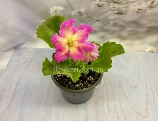 Фіалка РМ-Богиня Солнца