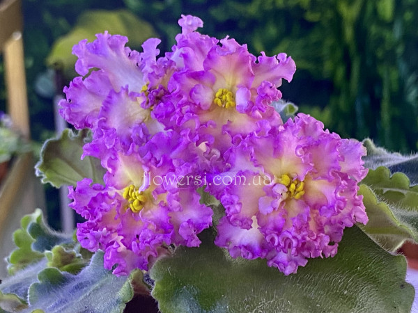 Фіалка РМ-Богиня Солнца