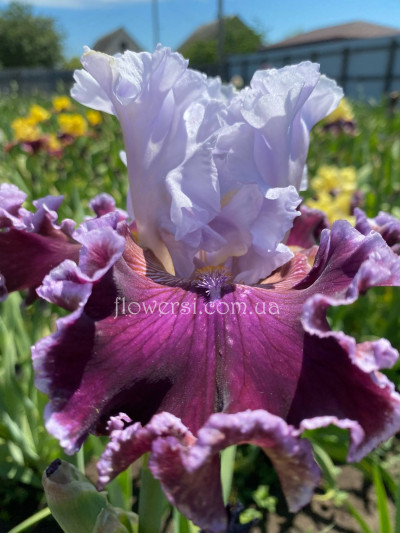 Ірис № 48 (Сіянець Г.Витiвськой)