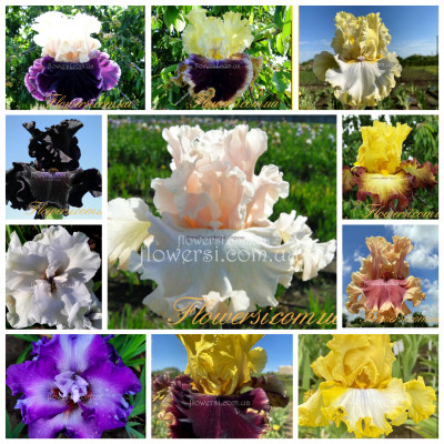 набір високих ірисів 