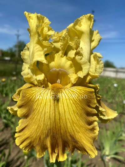 Ірис № 3 (Сіянець Г.Витiвськой)