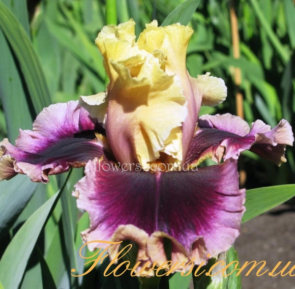  Ирис  Мейк Майн Меджик- (Make Mine Magic)