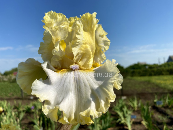 Ирис Брайт Ми Диамондс (Bring Me Diamonds)