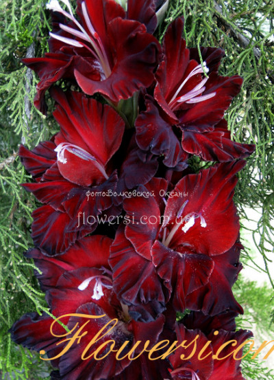 Гладiолус Смокiнг 