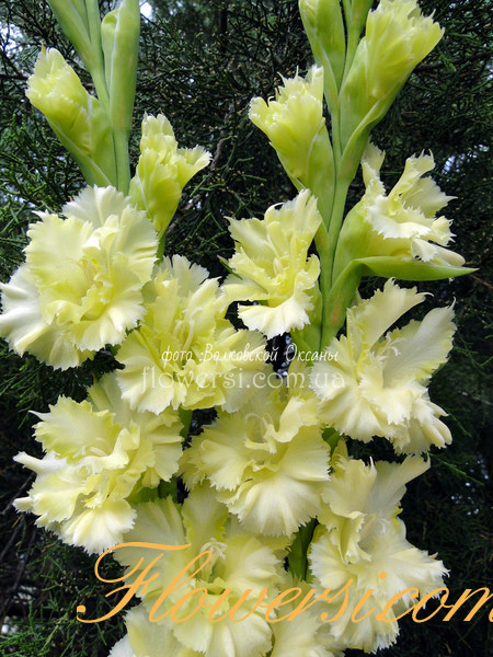 Гладiолус Анда 