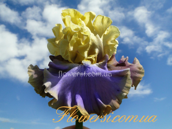 Ирис Репертуар (Repertoire)