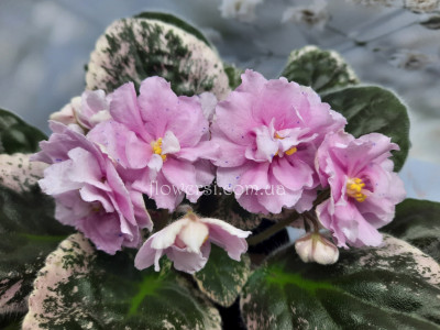  Фиалка Guardian Angel (Sorano)