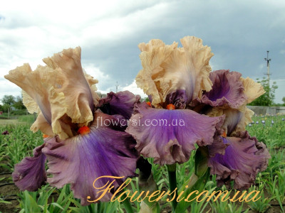 Ирис Эе оф Мистери  (Air of Mystery)