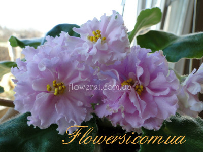 Фиалка Ваше Величество (Макуни)