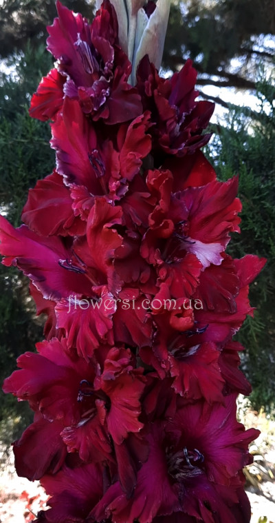 Гладiолус Серебряная діадема