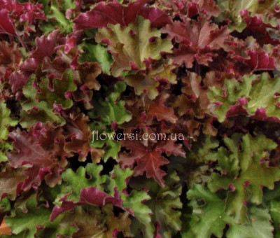 Гейхера Rex Red