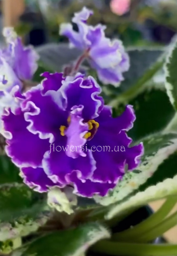 Фіалка SV-Таис Афинская