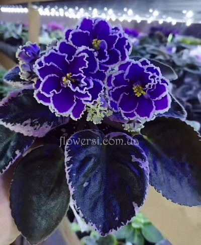 Фіалка SV-Таис Афинская