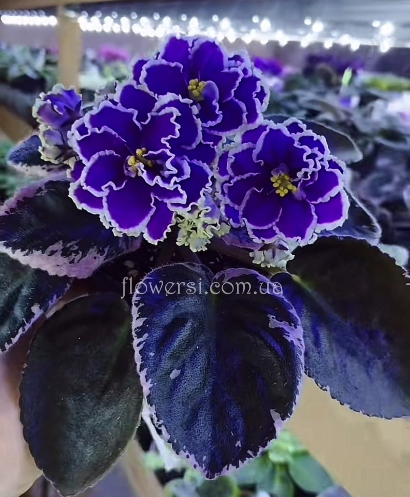 Фіалка SV-Таис Афинская