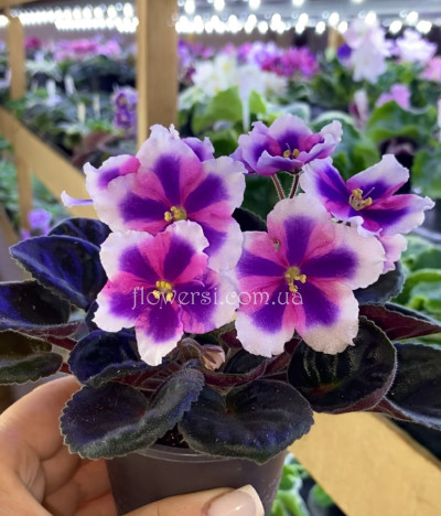  Фіалка НН-Путеводная Звезда (Н.Некипелова) хімера