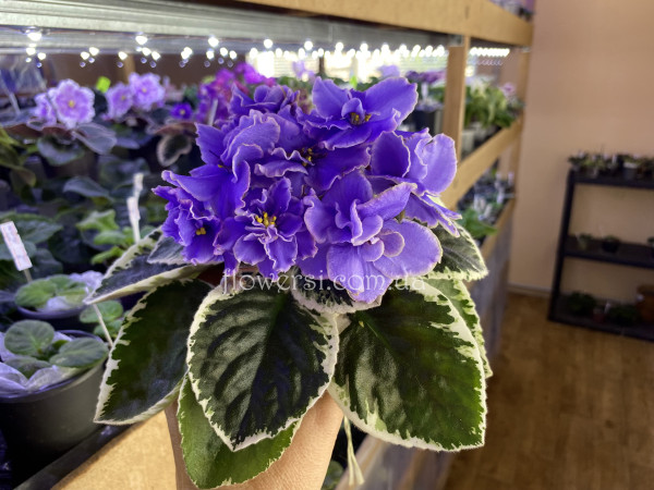 Фіалка ЕК-Голубоглазая Хаски