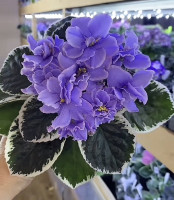 Фіалка ЕК-Голубоглазая Хаски Фіалка ЕК-Голубоглазая Хаски