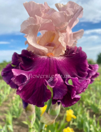 Ірис № 2 (Сіянець Г.Витiвськой)