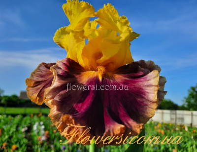 Ирис Атс энд Крафтс (Arts And Crafts)