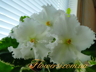 Фиалка ЛЕ-Белардже