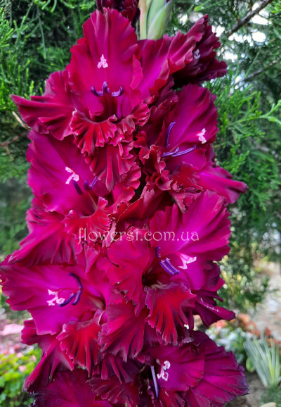 Гладiолус Ночное рандеву 