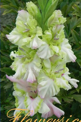 Гладiолус Сон Русалки 