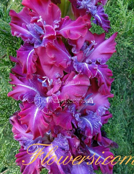 Гладiолус Звезда Латвії (Latvian Star) Закiс