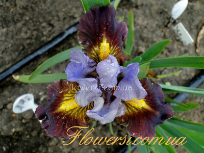  Ирис Чиклет (Chickle) 