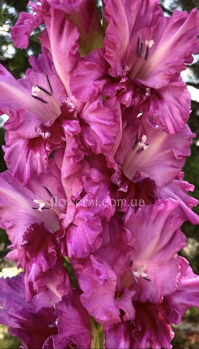 Гладiолус  Мана Мілуле  