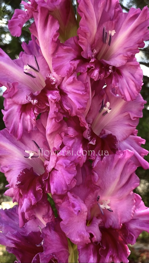 Гладiолус  Мана Мілуле  