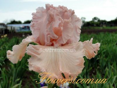 Ирис Лотус Лэнд (Lotus Land) 