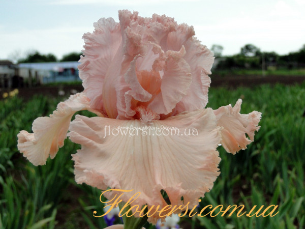 Ирис Лотус Лэнд (Lotus Land) 