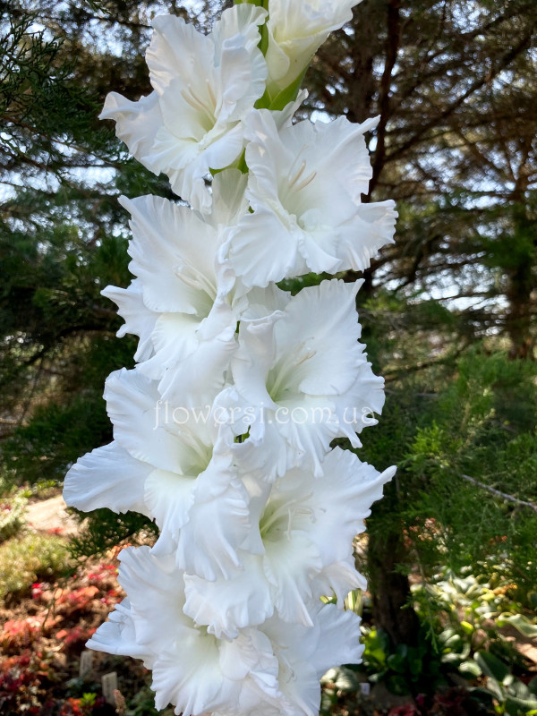 Гладiолус Flevo Ice ( Флево Айс)