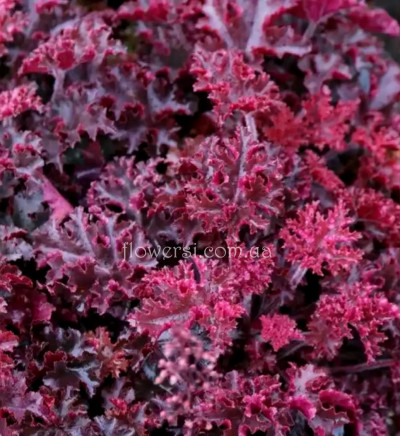 Гейхера Melting Fire