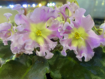 Фіалка НД-Солнечный Декабрь