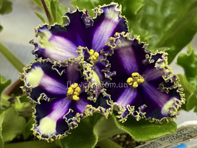 Фіалка Nik-Высший Пилотаж (хімера)