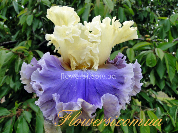 Ирис Ритм оф Лав - (Rhythm of Love)