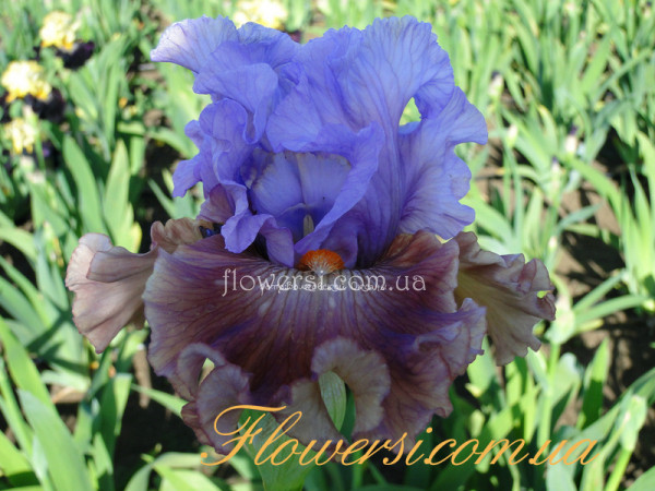 Ирис Адоронова (Adoranova)