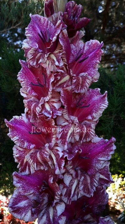 Гладiолус Коккіно