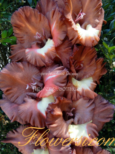  Гладiолус Совіний Глаз 