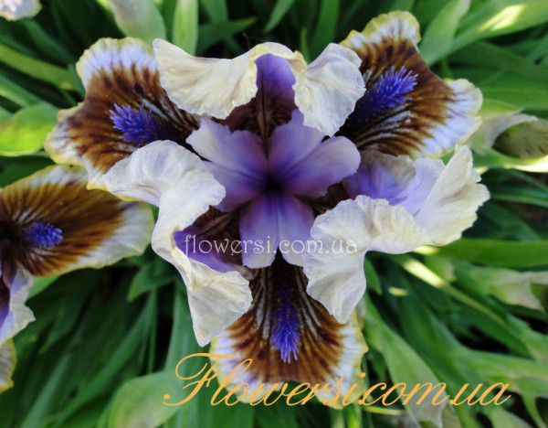 Ирис Терси Версии (Terse Verse) 