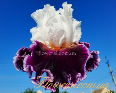  Ирис Эплоуз Лайн (Applause Line) 