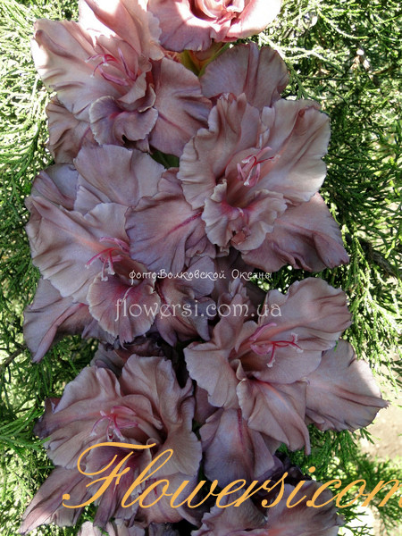 Гладiолус  Серебряний ручей 