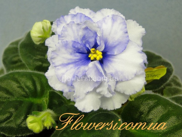 Фиалка ЕК-Белый Мустанг