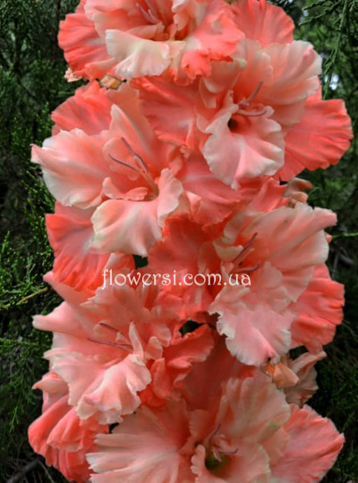 Гладiолус Очарованіе 