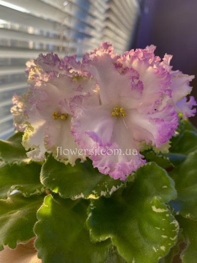 Фіалка НД-Мальва 