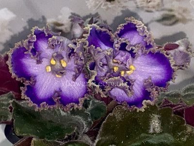 Фіалка РМ-Турмалин Параиба