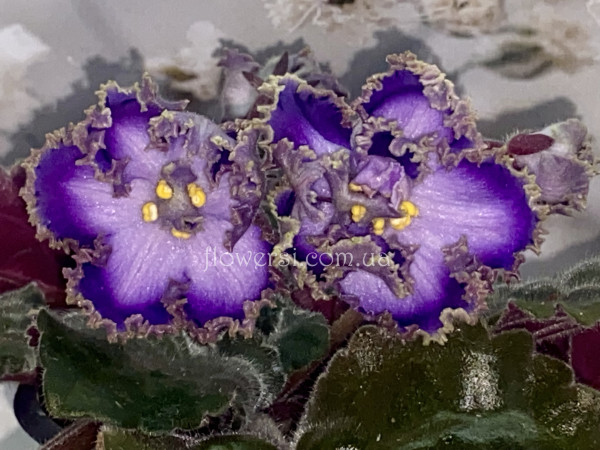 Фіалка РМ-Турмалин Параиба