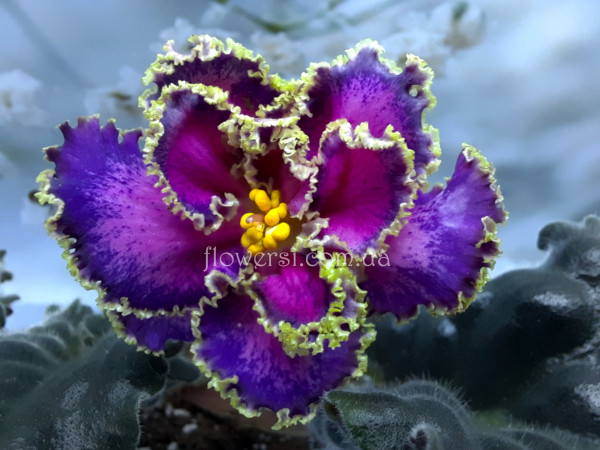 Фиалка ПТ-Принцесса Жасмин (Т.Пугачева)