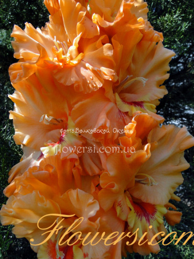 Гладiолус Здравствуй, Крим!